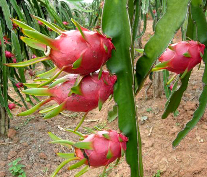 2 Pitahaya1