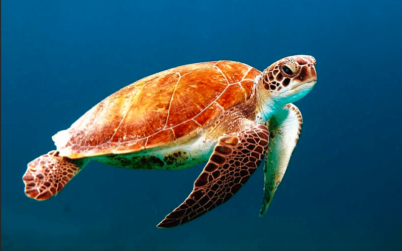 tortuga marina 1