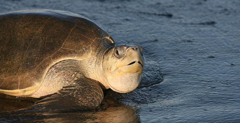 tortugas lora costa rica