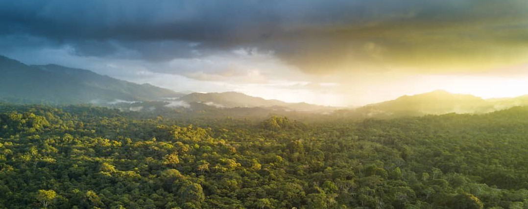 selva 2chocoana colombia